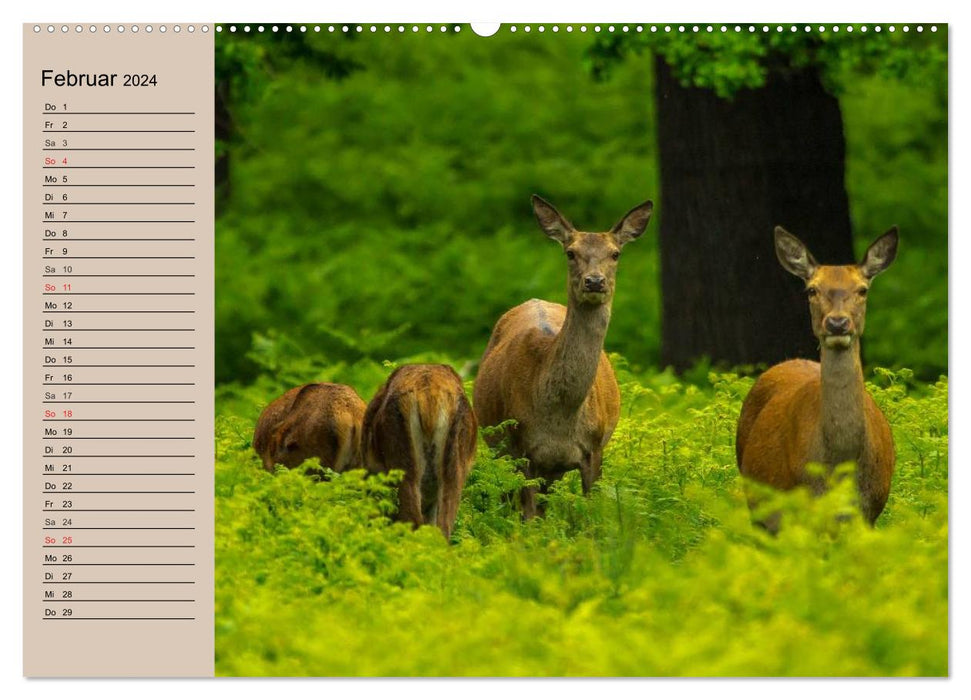 Deer. Noble deer, proud cows (CALVENDO Premium Wall Calendar 2024) 