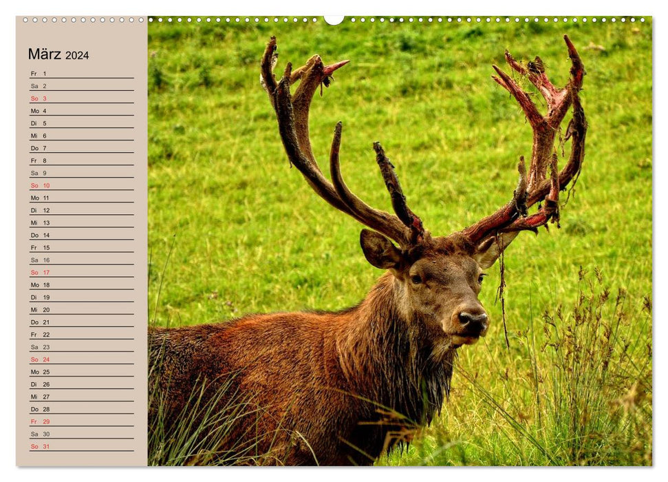 Deer. Noble deer, proud cows (CALVENDO Premium Wall Calendar 2024) 