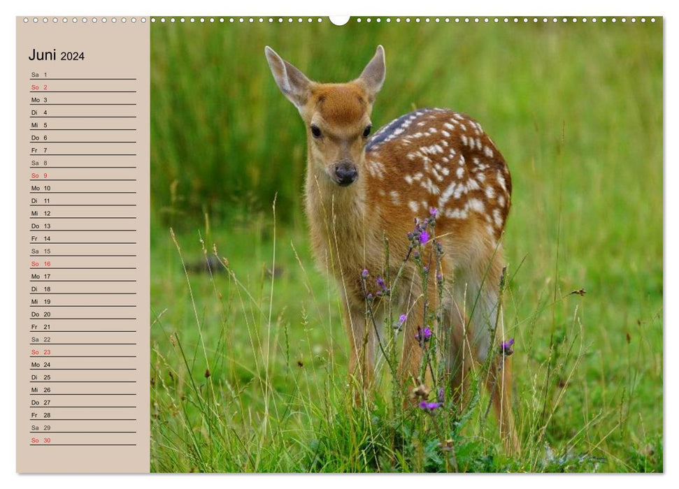 Deer. Noble deer, proud cows (CALVENDO Premium Wall Calendar 2024) 