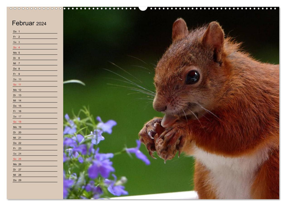 Eichhörnchen. Wo sind bloß die Nüsse? (CALVENDO Premium Wandkalender 2024)