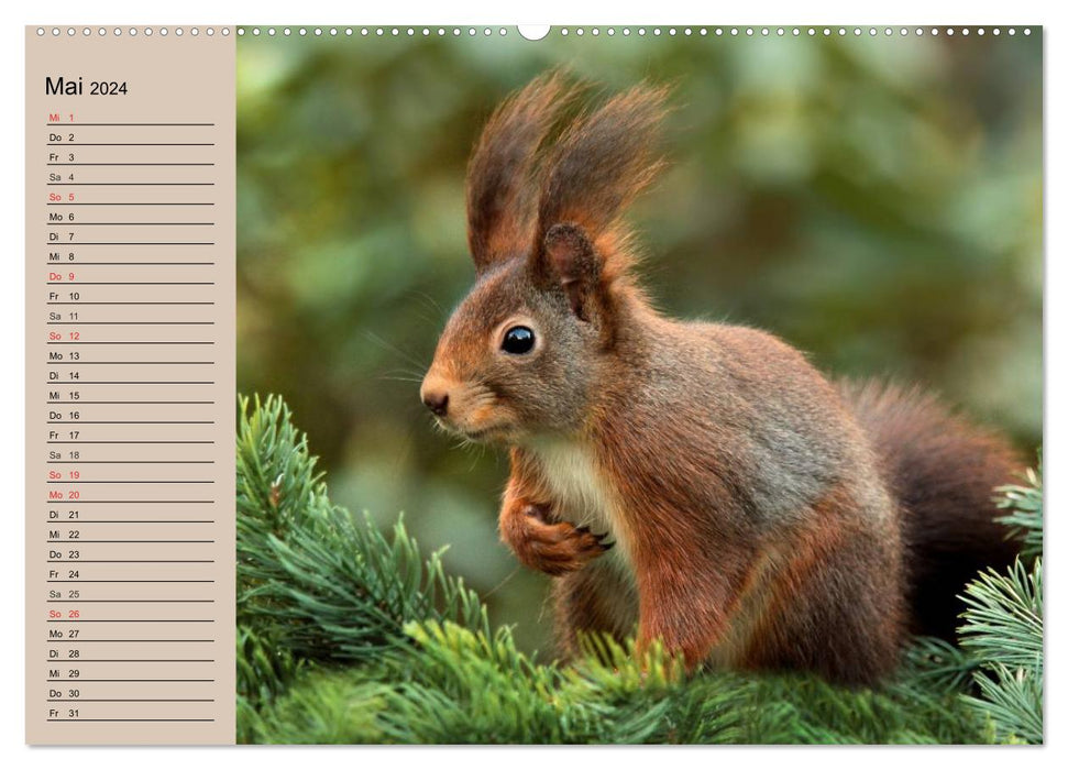 Squirrel. Where are the nuts? (CALVENDO Premium Wall Calendar 2024) 