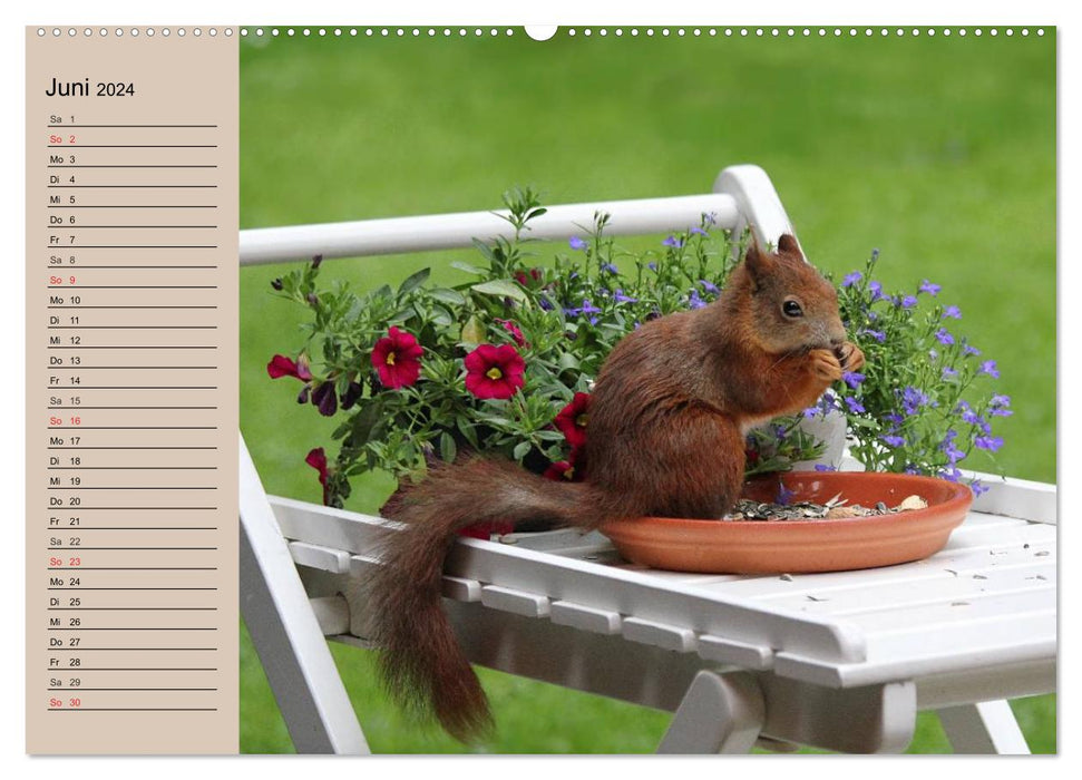 Eichhörnchen. Wo sind bloß die Nüsse? (CALVENDO Premium Wandkalender 2024)