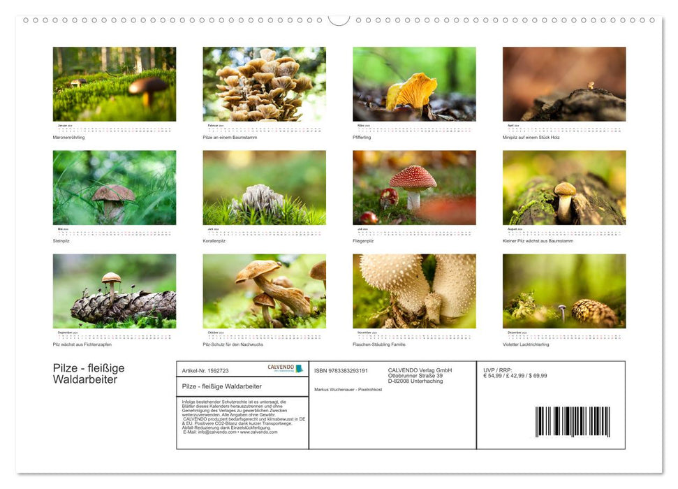 Mushrooms - hard-working forest workers (CALVENDO wall calendar 2024) 