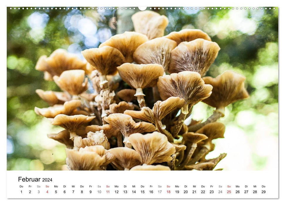 Mushrooms - hard-working forest workers (CALVENDO wall calendar 2024) 