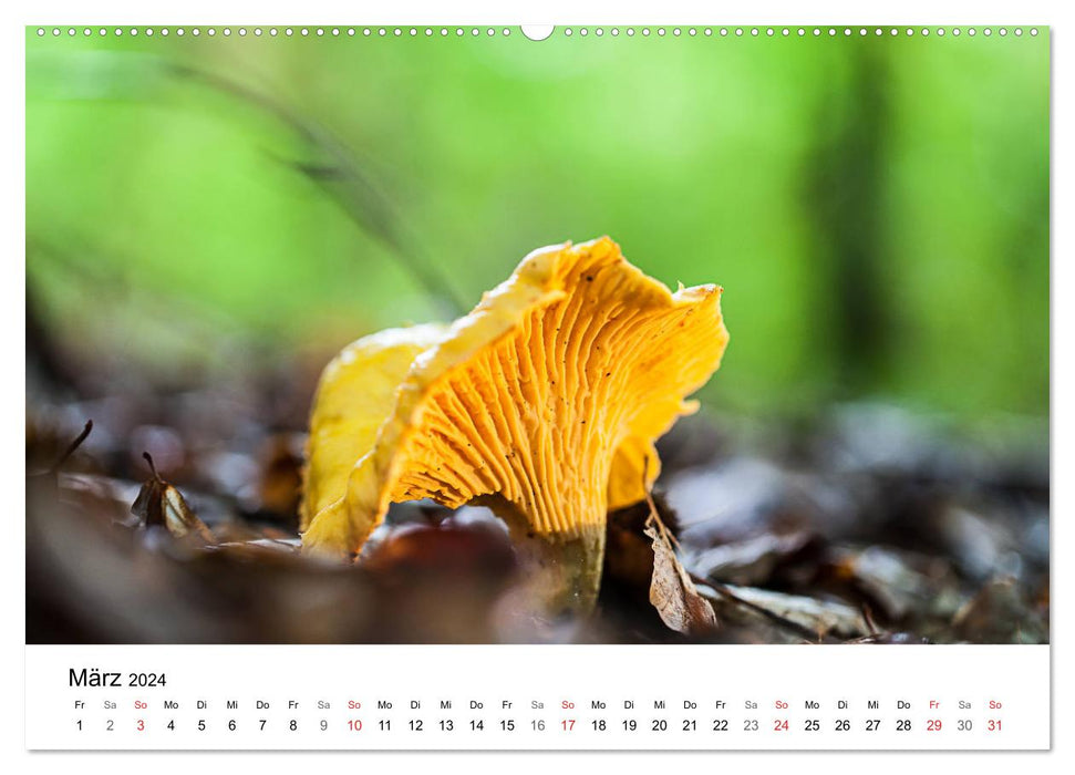 Mushrooms - hard-working forest workers (CALVENDO wall calendar 2024) 