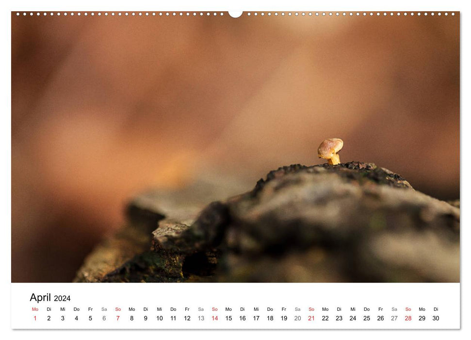 Mushrooms - hard-working forest workers (CALVENDO wall calendar 2024) 