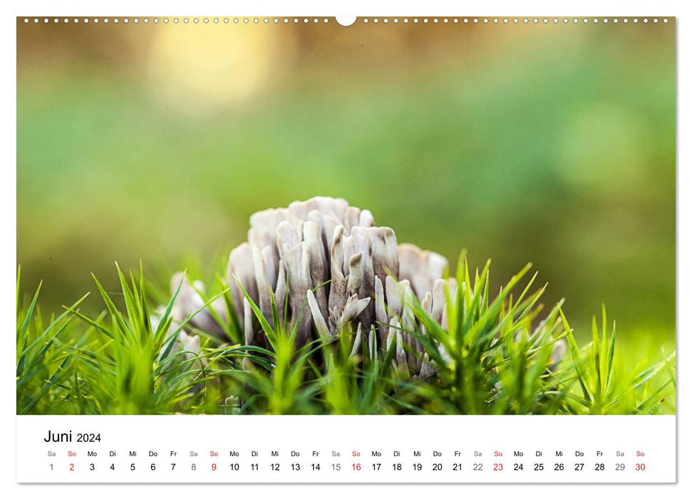 Pilze - fleißige Waldarbeiter (CALVENDO Wandkalender 2024)