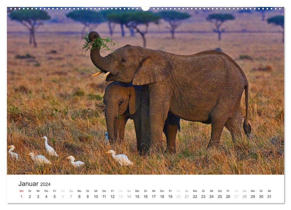 Elephants - Gentle Giants in Africa (CALVENDO Premium Wall Calendar 2024) 