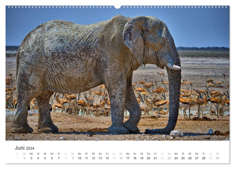 Elephants - Gentle Giants in Africa (CALVENDO Premium Wall Calendar 2024) 