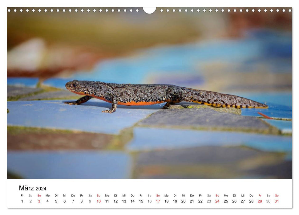 Wild Ruhr area - moments of urban nature (CALVENDO wall calendar 2024) 