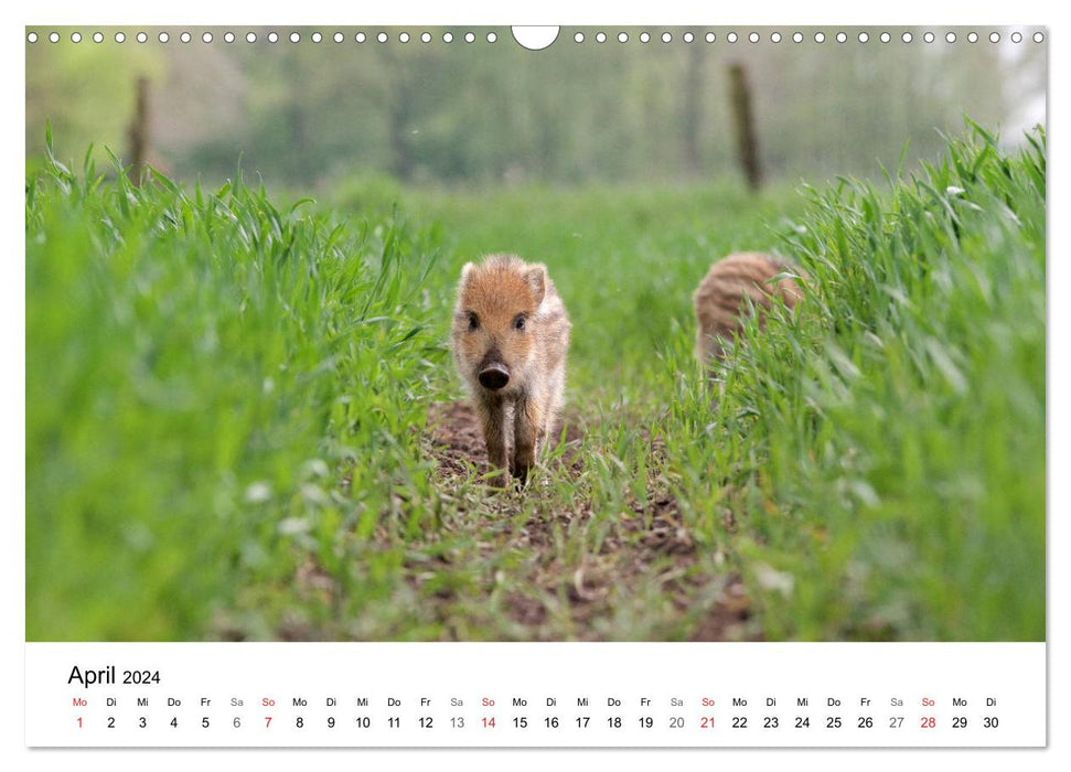 Wild Ruhr area - moments of urban nature (CALVENDO wall calendar 2024) 