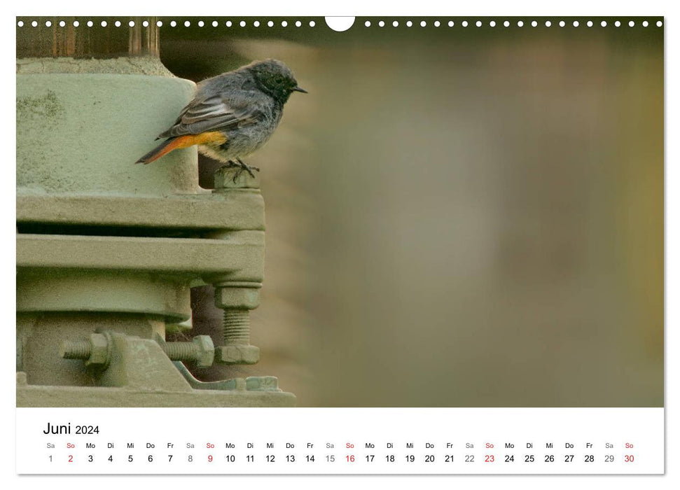 Wild Ruhr area - moments of urban nature (CALVENDO wall calendar 2024) 