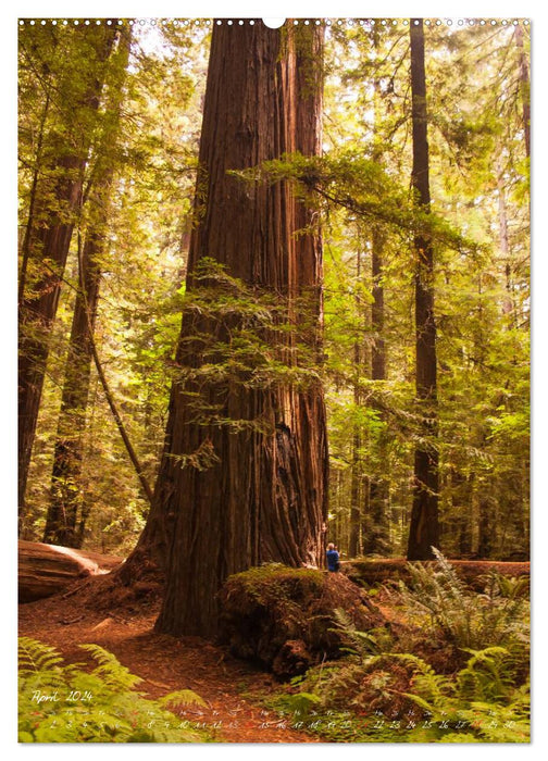 Green forest giants / 2024 (CALVENDO wall calendar 2024) 