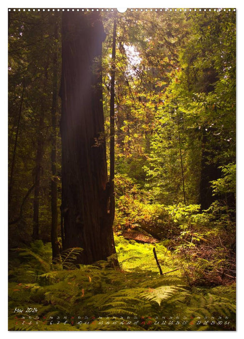 Green forest giants / 2024 (CALVENDO wall calendar 2024) 