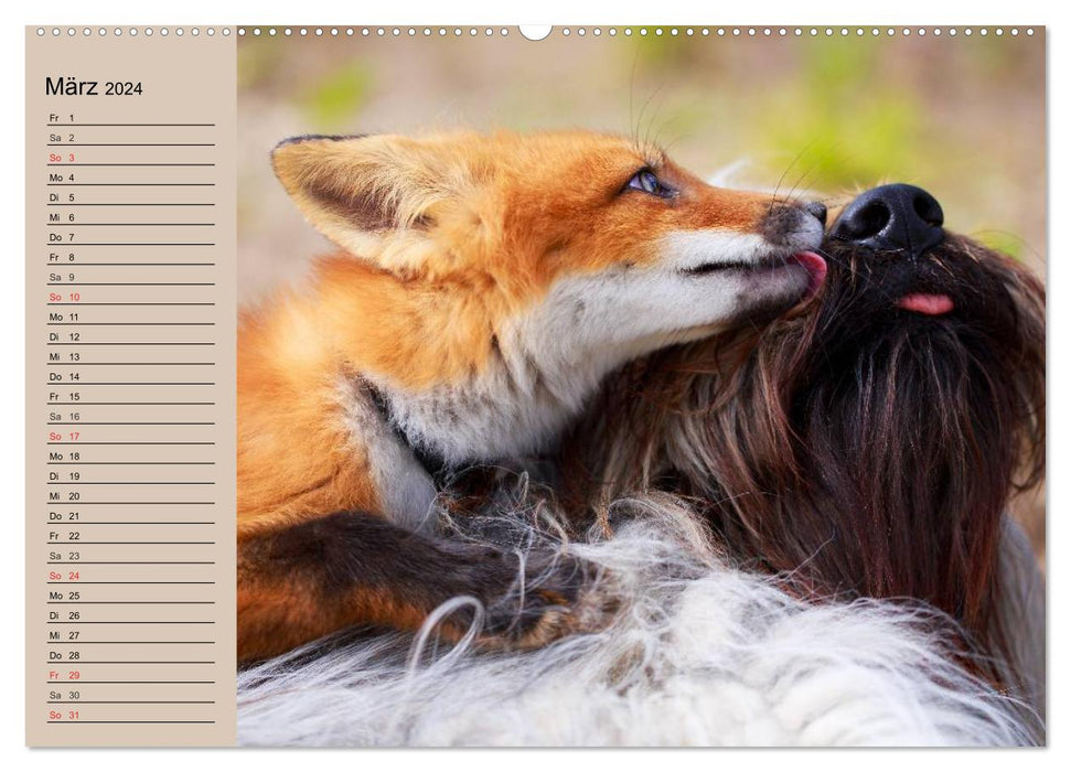 The Fox. Charming fellow (CALVENDO wall calendar 2024) 