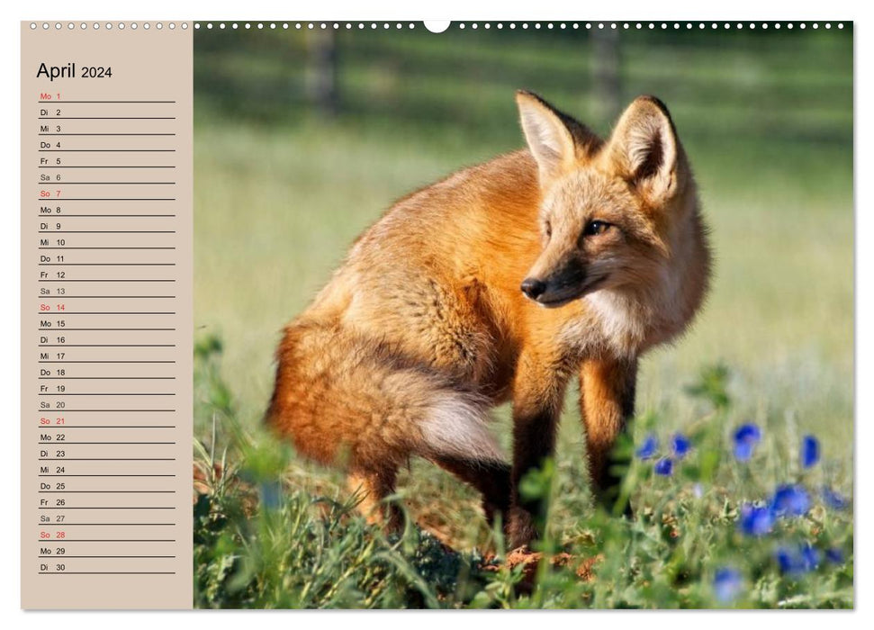 The Fox. Charming fellow (CALVENDO wall calendar 2024) 
