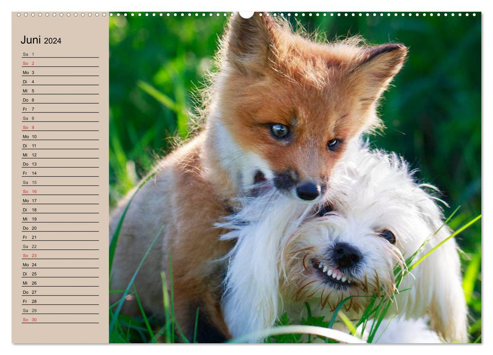 The Fox. Charming fellow (CALVENDO wall calendar 2024) 