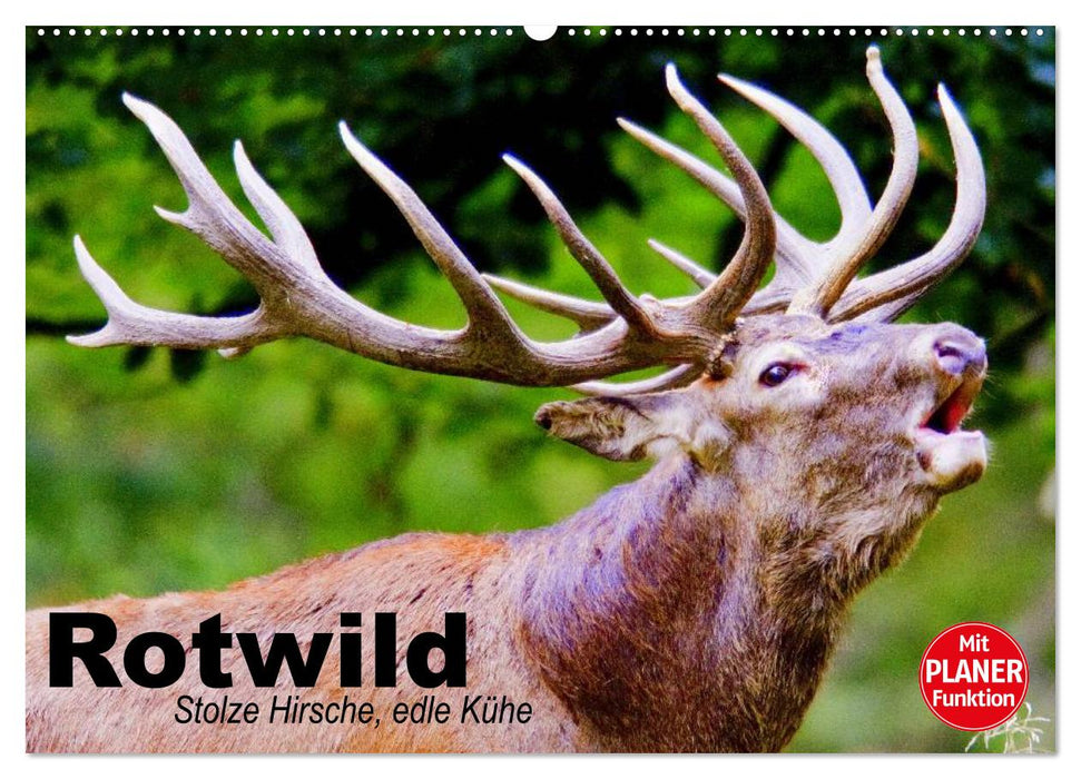 Rotwild. Edle Hirsche, stolze Kühe (CALVENDO Wandkalender 2024)