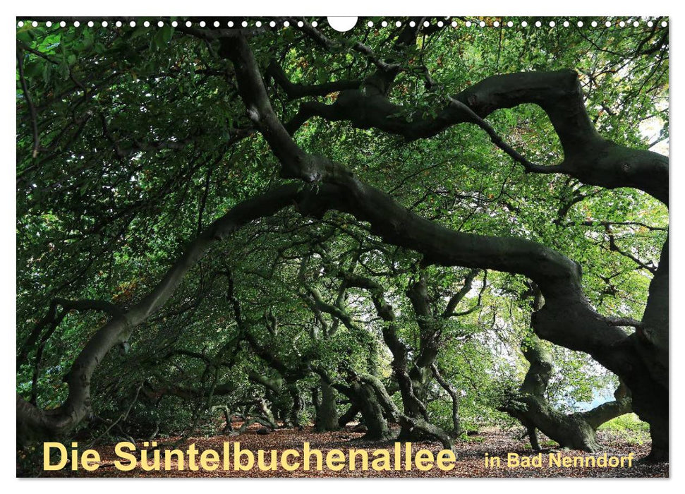The Süntelbuchenallee in Bad Nenndorf (CALVENDO wall calendar 2024) 