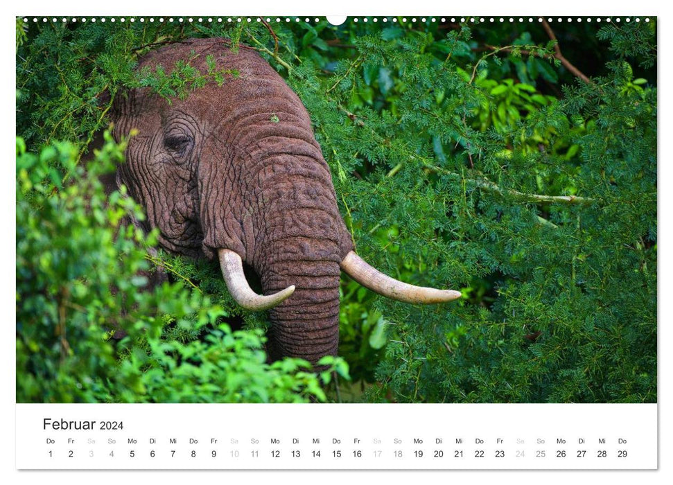 Elephants - Gentle Giants in Africa (CALVENDO Wall Calendar 2024) 