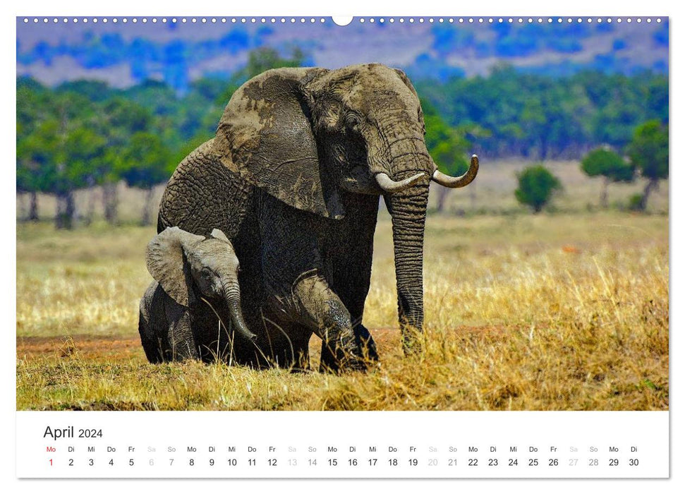 Elephants - Gentle Giants in Africa (CALVENDO Wall Calendar 2024) 