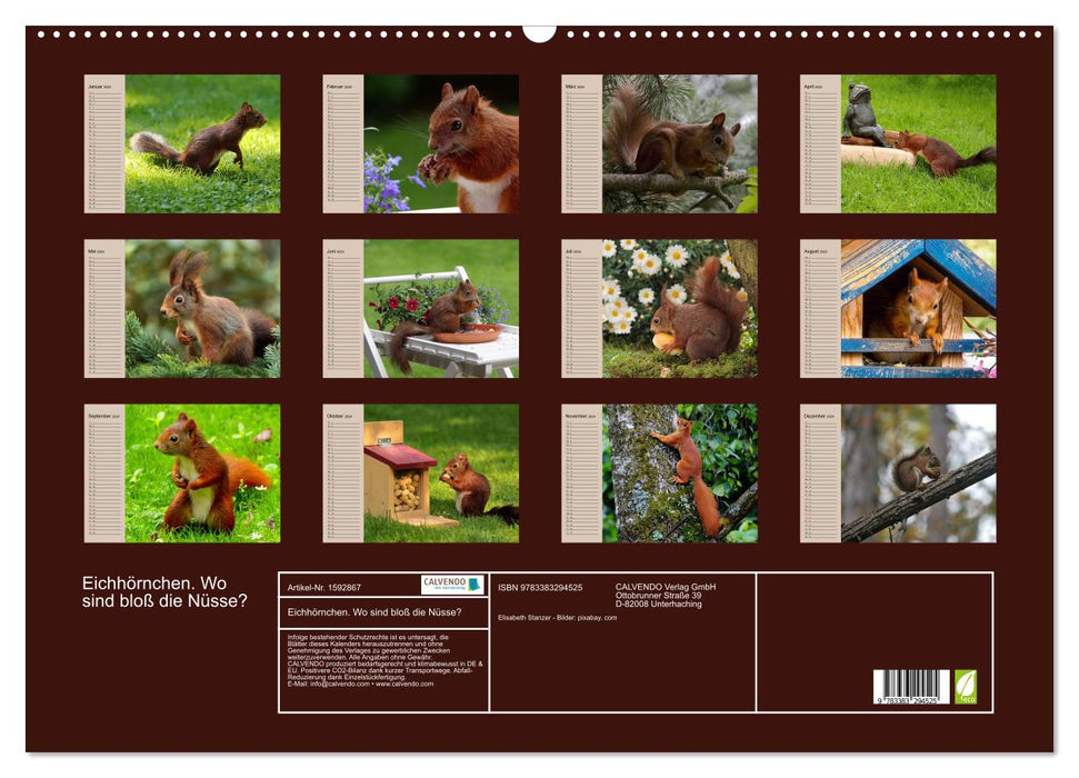 Squirrel. Where are the nuts? (CALVENDO wall calendar 2024) 