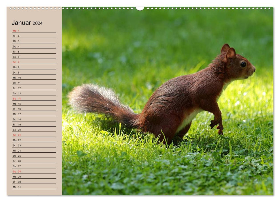 Eichhörnchen. Wo sind bloß die Nüsse? (CALVENDO Wandkalender 2024)