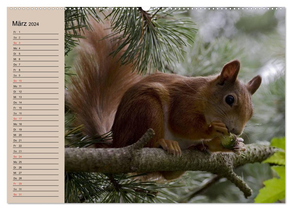 Squirrel. Where are the nuts? (CALVENDO wall calendar 2024) 