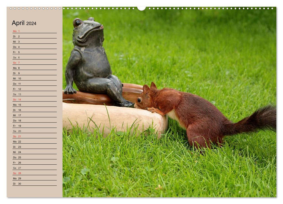 Eichhörnchen. Wo sind bloß die Nüsse? (CALVENDO Wandkalender 2024)