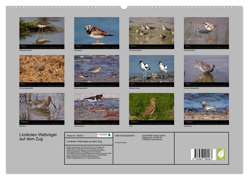 Limikolen wading birds on the move (CALVENDO Premium Wall Calendar 2024) 