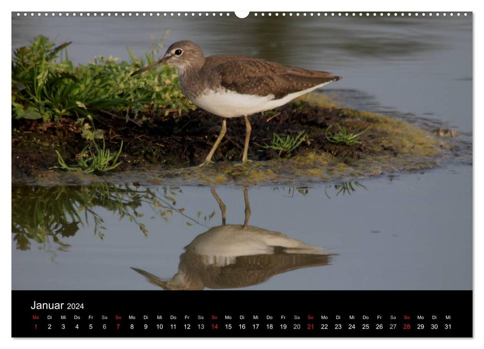 Limikolen wading birds on the move (CALVENDO Premium Wall Calendar 2024) 