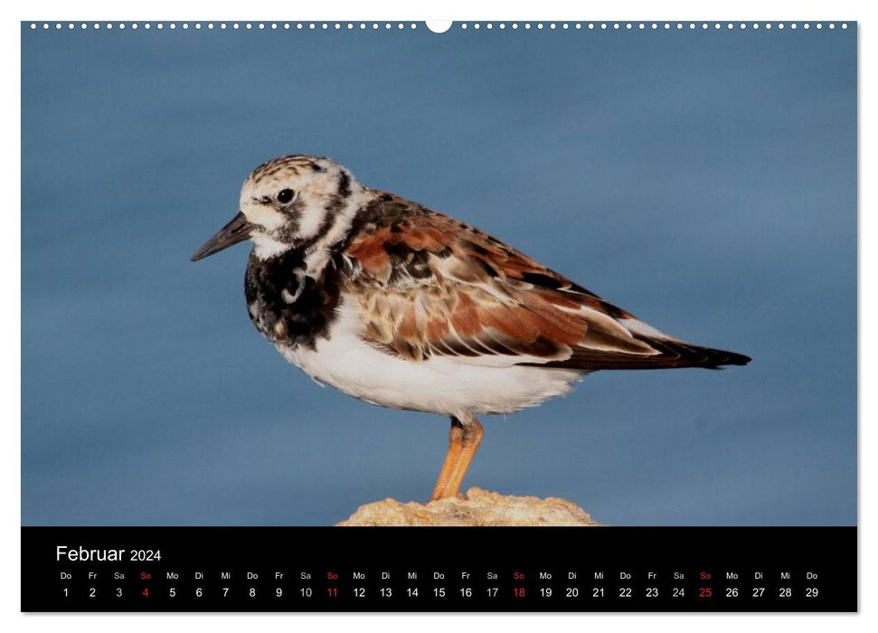 Limikolen wading birds on the move (CALVENDO Premium Wall Calendar 2024) 