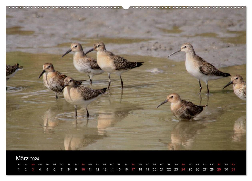 Limikolen wading birds on the move (CALVENDO Premium Wall Calendar 2024) 