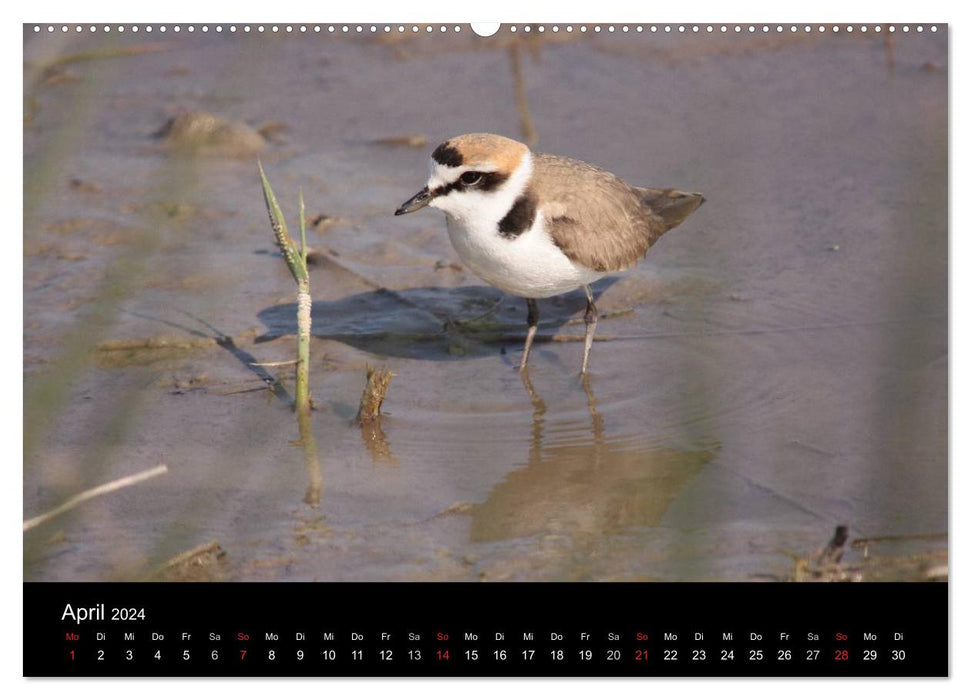 Limikolen wading birds on the move (CALVENDO Premium Wall Calendar 2024) 