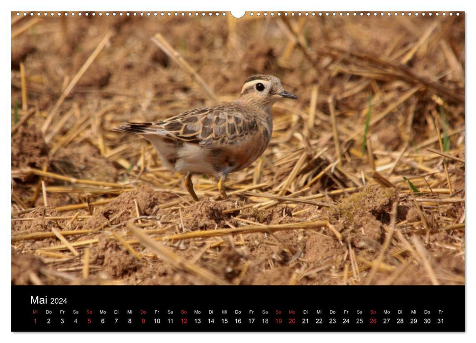 Limikolen wading birds on the move (CALVENDO Premium Wall Calendar 2024) 