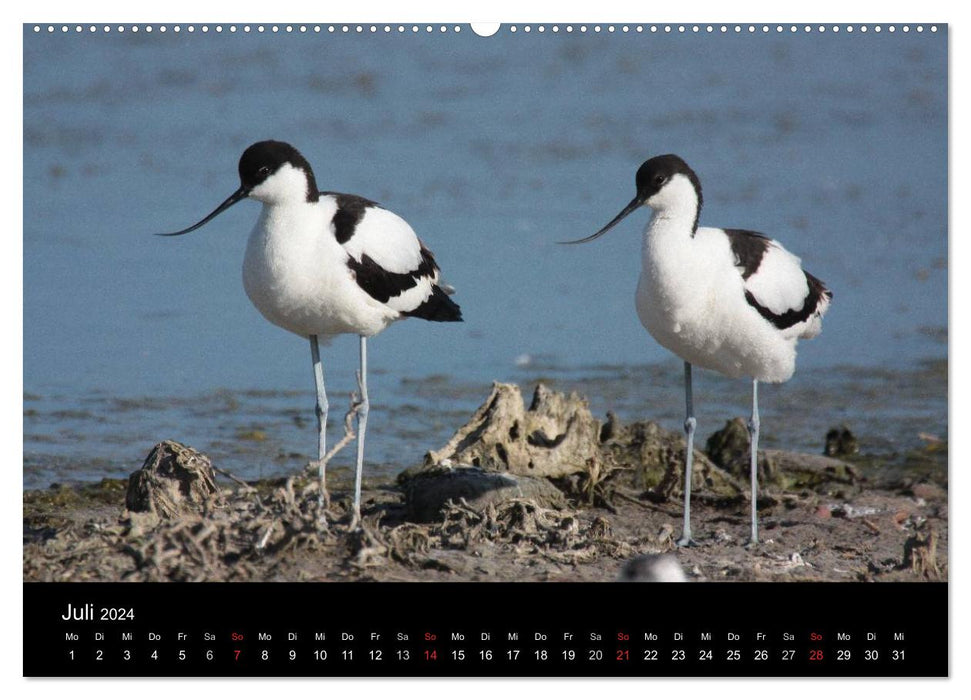 Limikolen wading birds on the move (CALVENDO Premium Wall Calendar 2024) 