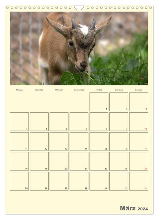 Dwarf goats (CALVENDO wall calendar 2024) 