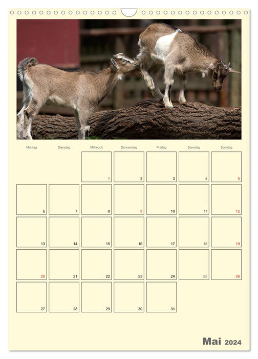 Dwarf goats (CALVENDO wall calendar 2024) 