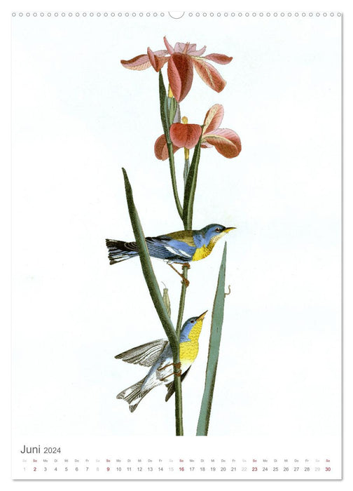 Parade des oiseaux chanteurs (calendrier mural CALVENDO 2024) 