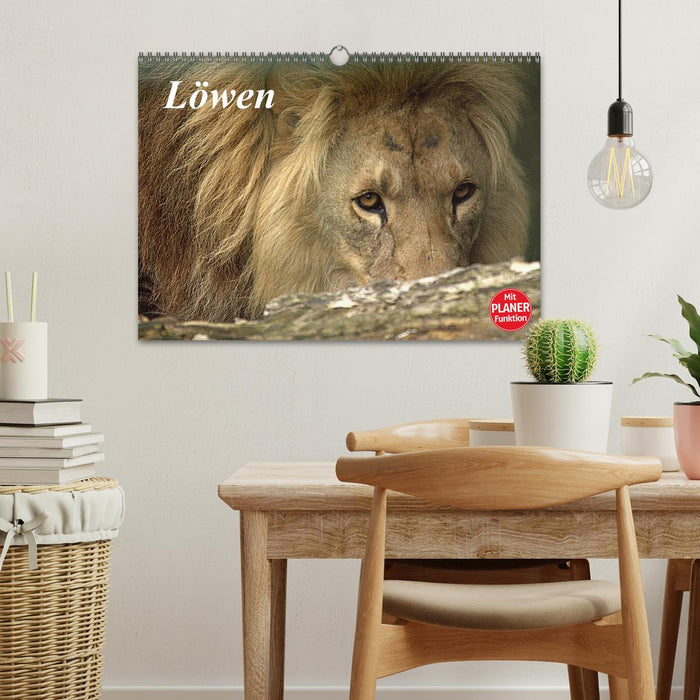 Lions (CALVENDO wall calendar 2024) 