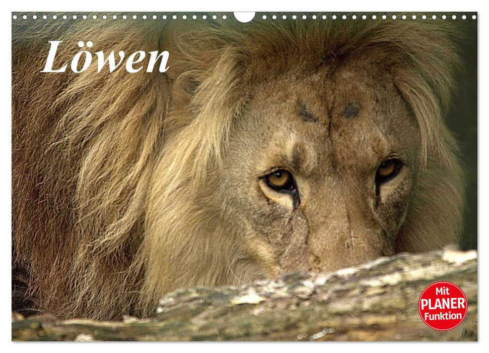 Lions (CALVENDO wall calendar 2024) 