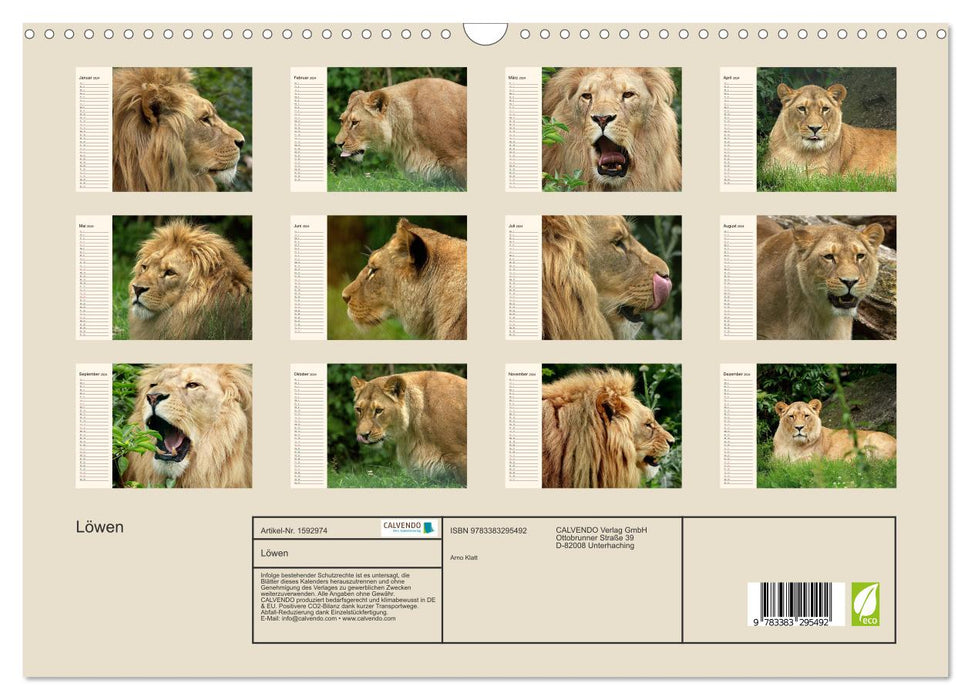 Lions (CALVENDO wall calendar 2024) 