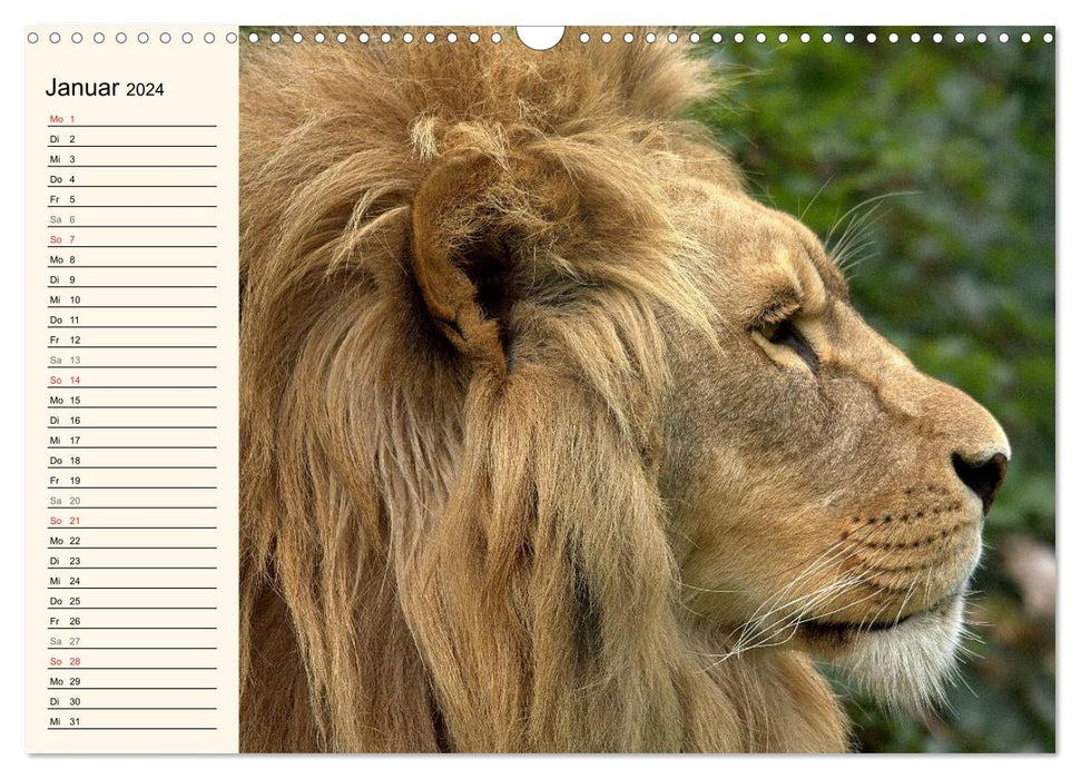 Lions (Calendrier mural CALVENDO 2024) 