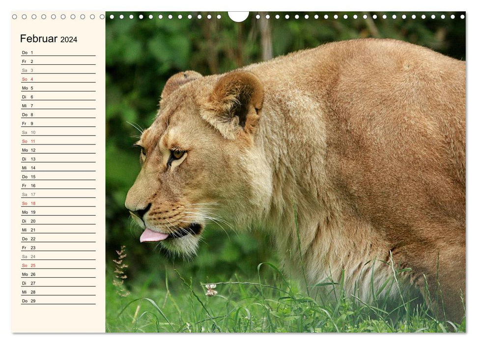 Lions (Calendrier mural CALVENDO 2024) 