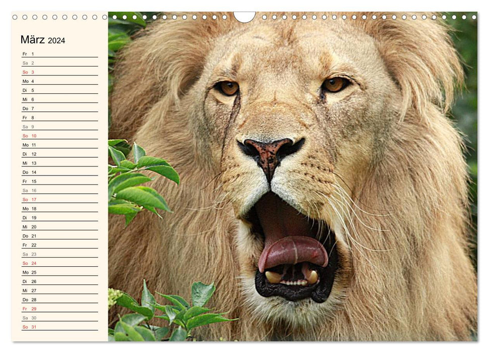 Lions (Calendrier mural CALVENDO 2024) 