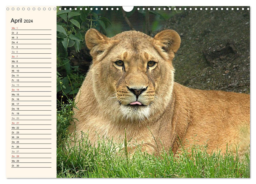 Lions (Calendrier mural CALVENDO 2024) 