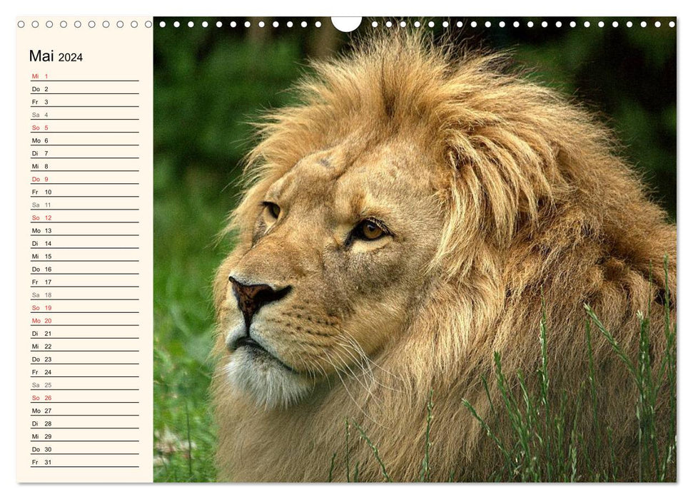 Lions (CALVENDO wall calendar 2024) 