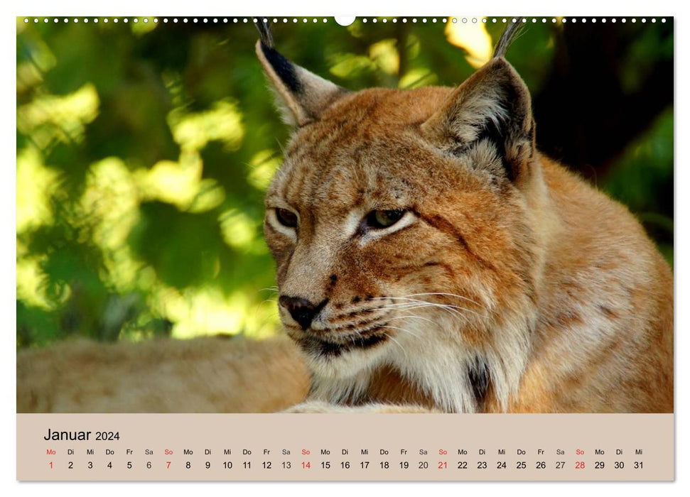 The lynx. Brush ears and amber eyes (CALVENDO Premium Wall Calendar 2024) 