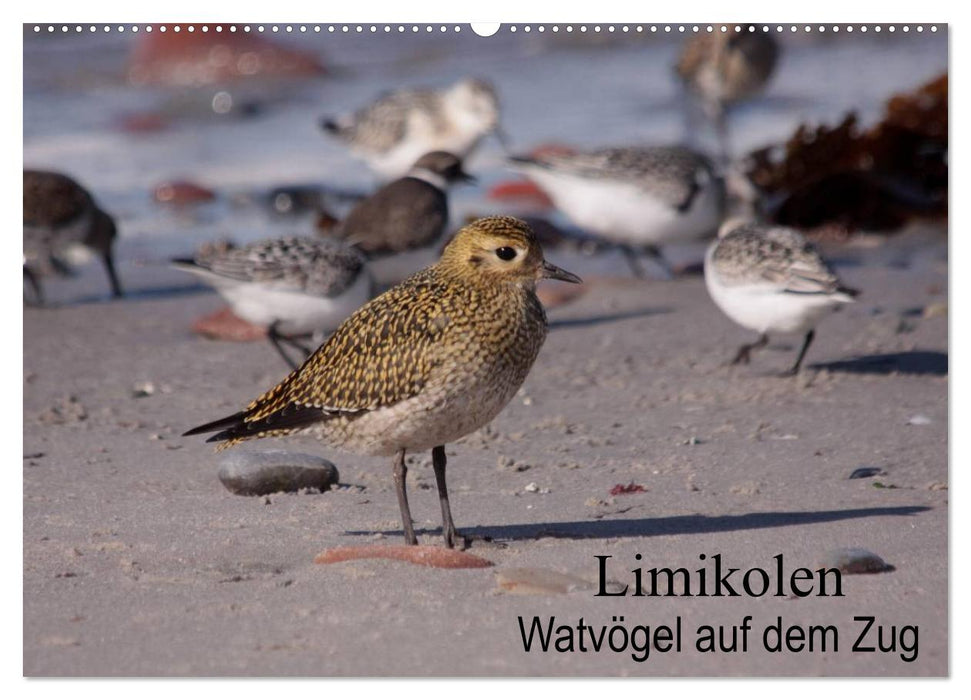 Limikolen wading birds on the move (CALVENDO wall calendar 2024) 