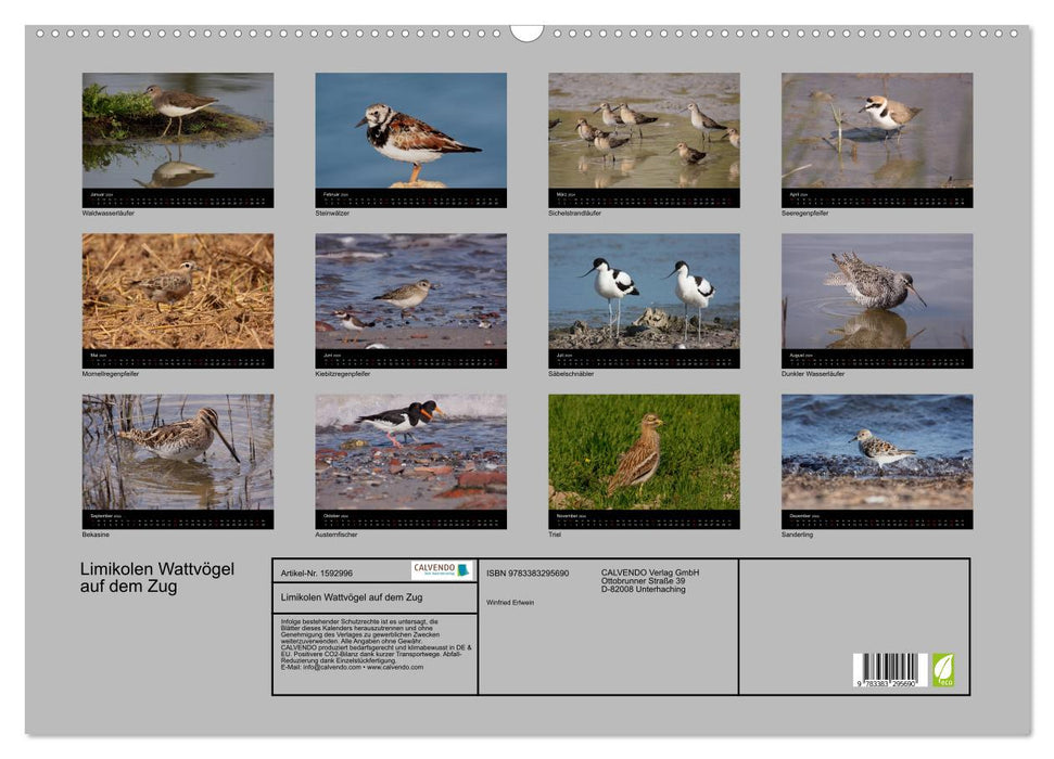 Limikolen wading birds on the move (CALVENDO wall calendar 2024) 